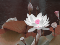 Citra FX Photo Effects HSB Filter