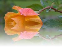 Mirror Photo Effects After