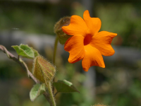 Water Photo Effects Before