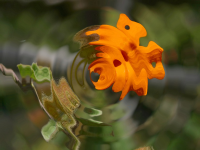 Citra FX Photo Effects Water Filter