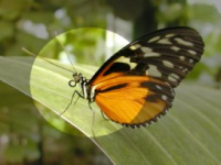 Citra FX Photo Effects Exposure Filter